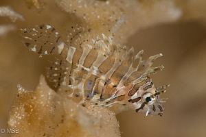 Juvenile lionfish. by Mehmet Salih Bilal 